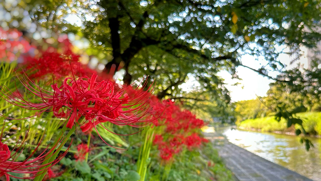 松川べりの彼岸花