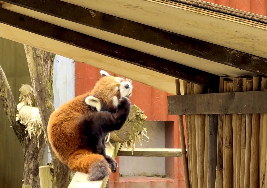 レッサーパンダ