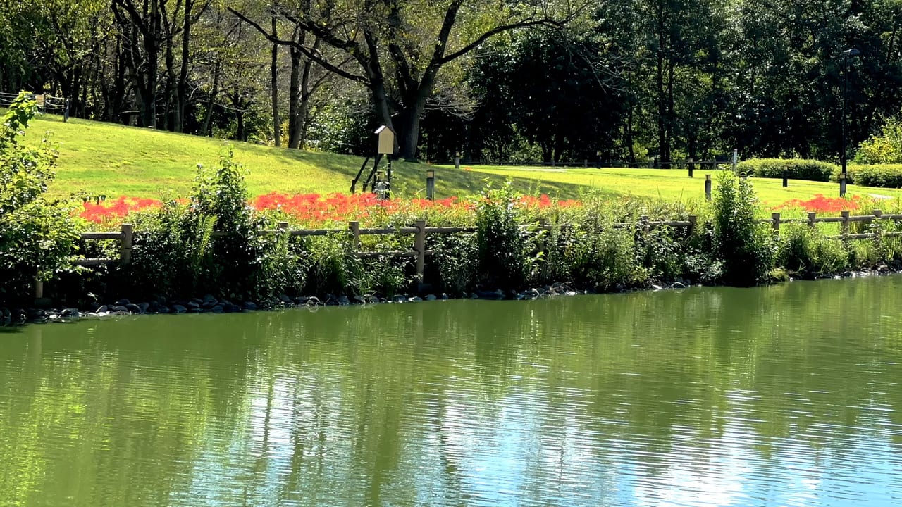 呉羽山公園中の池と彼岸花