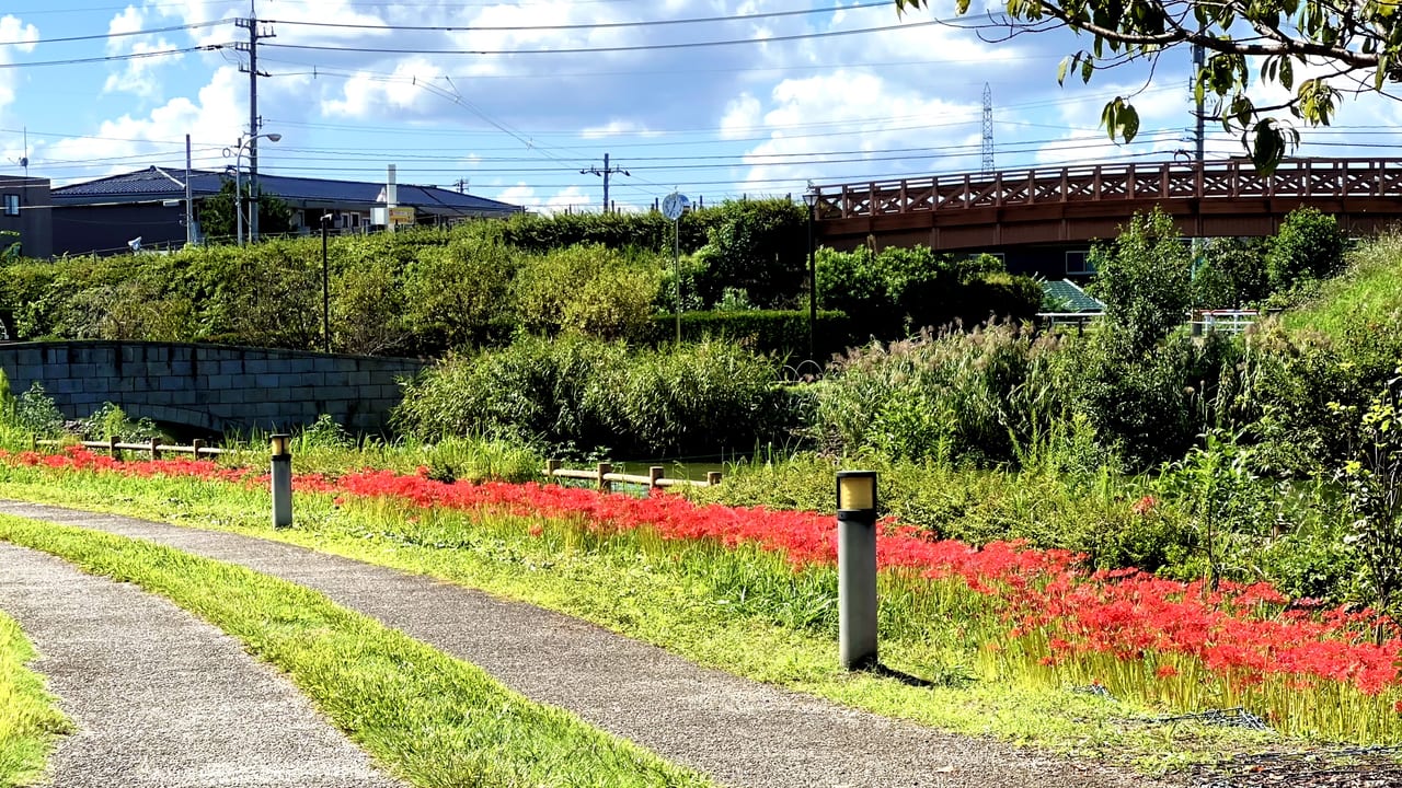 呉羽山公園の彼岸花