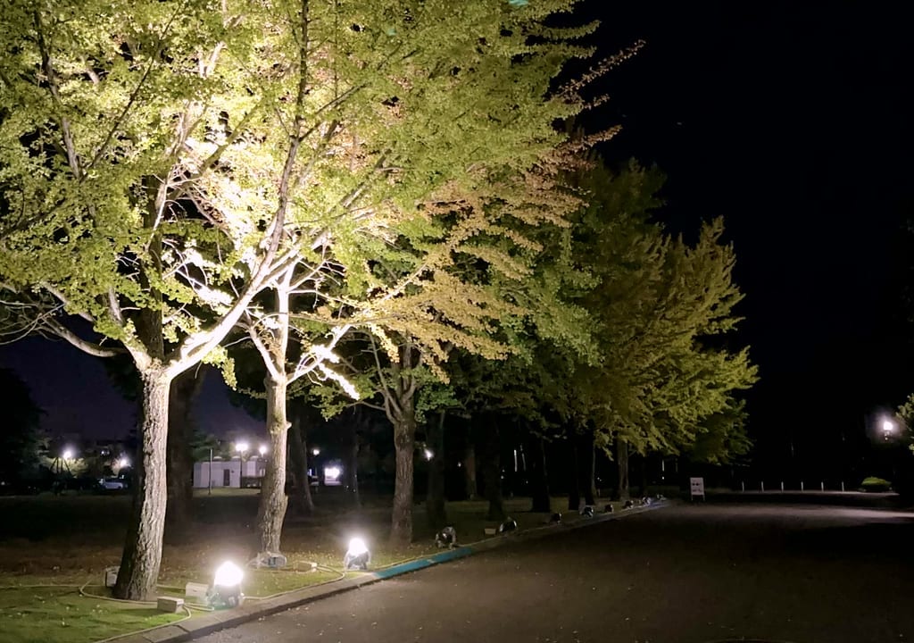 五福公園夜のイチョウ並木
