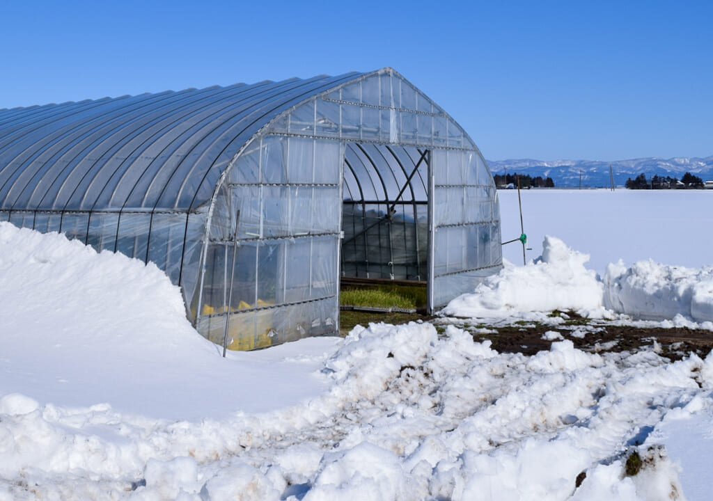 降り積もる雪とビニールハウス