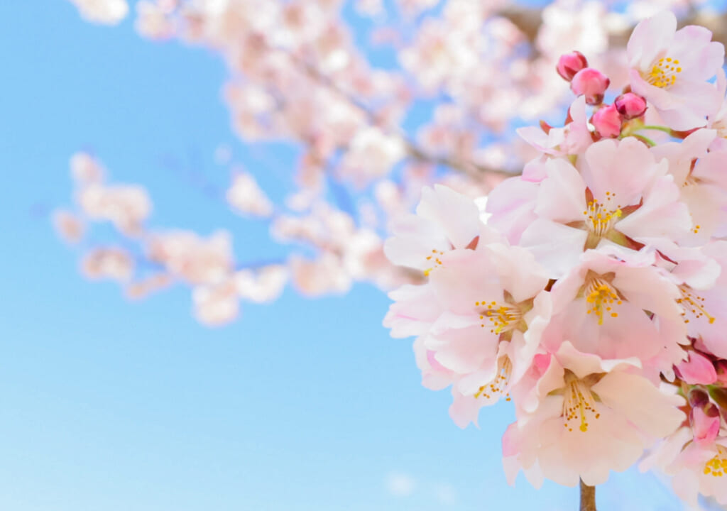 桜の花と青空