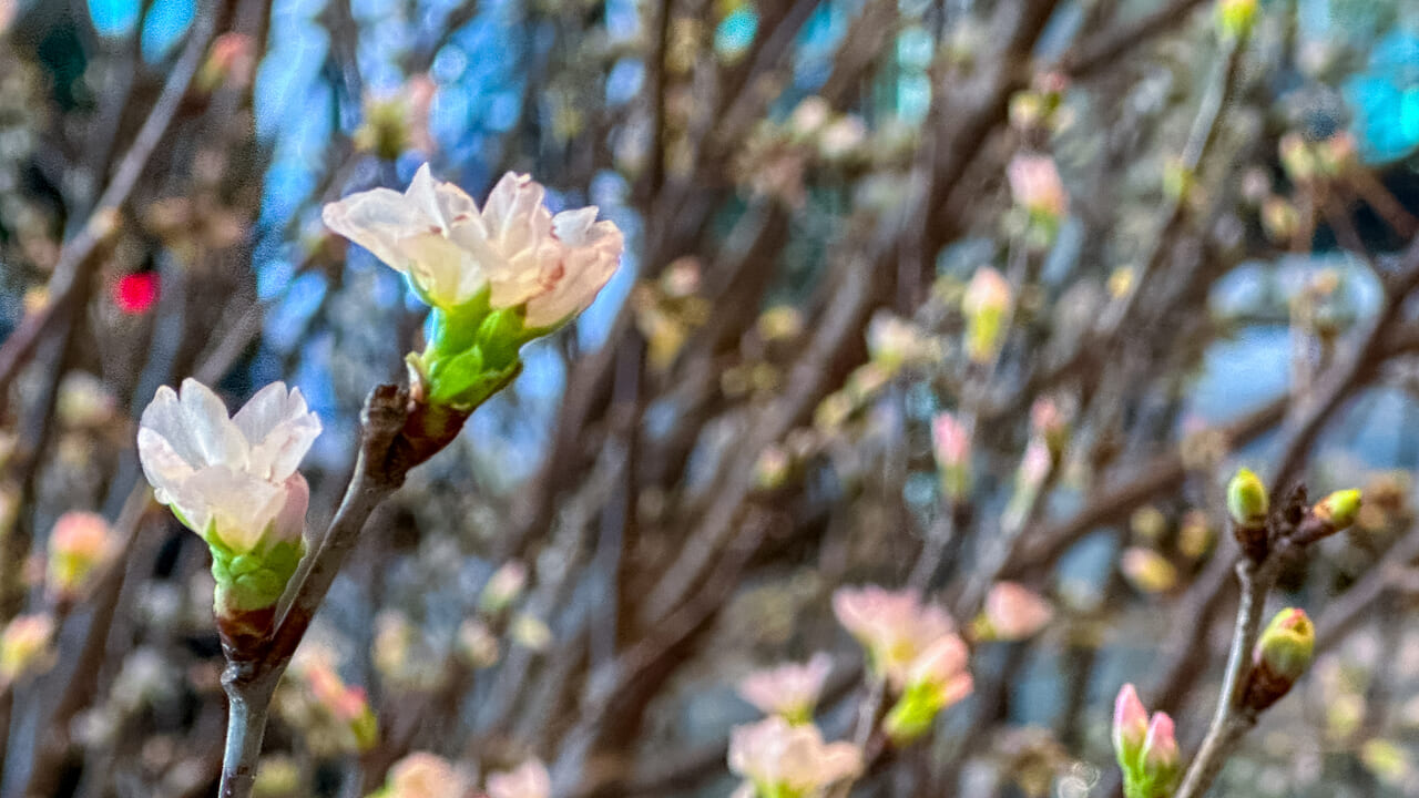 啓翁桜アップ