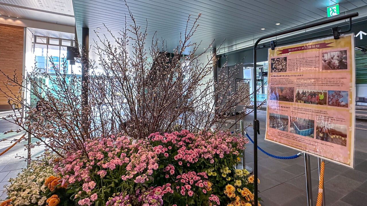 富山駅ナカの啓翁桜別アングル