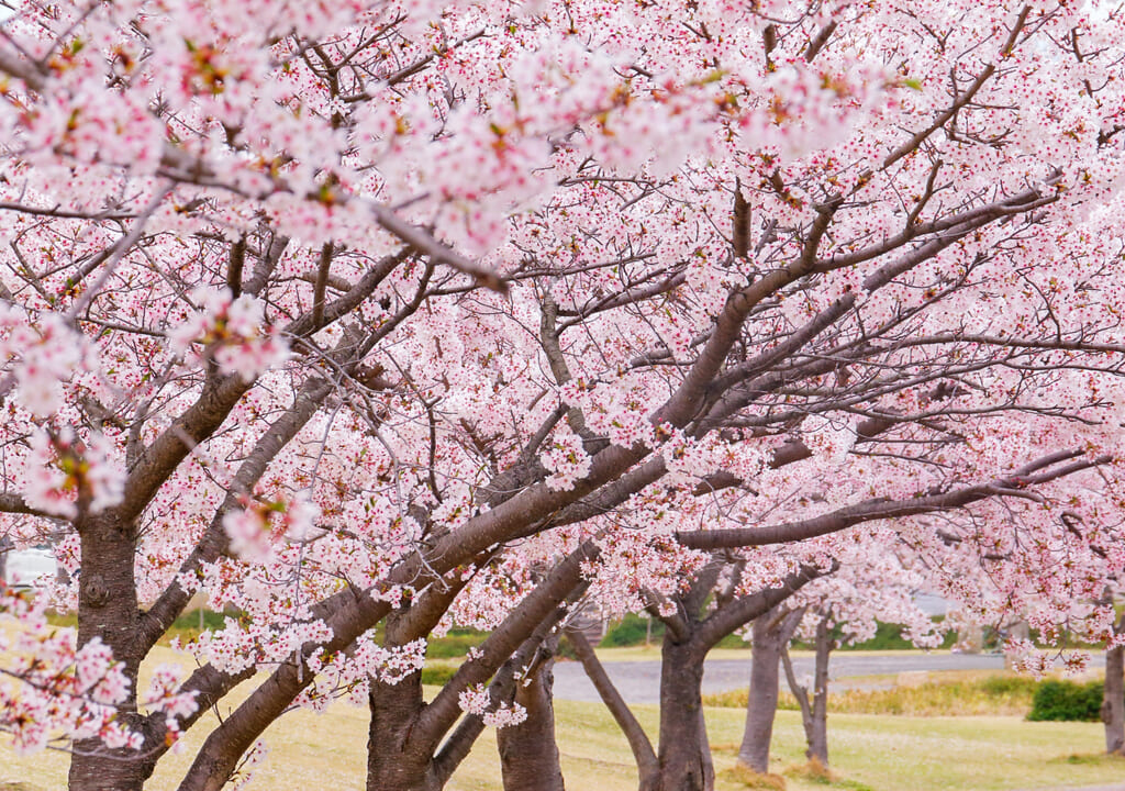 桜並木の写真