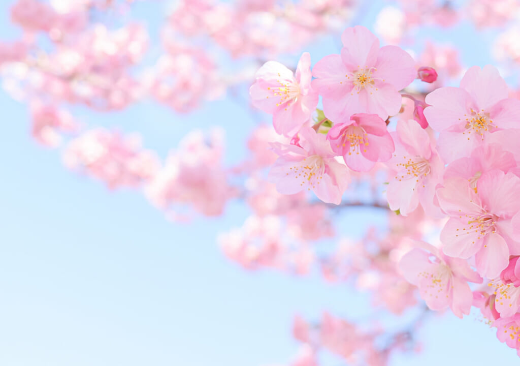 満開の桜