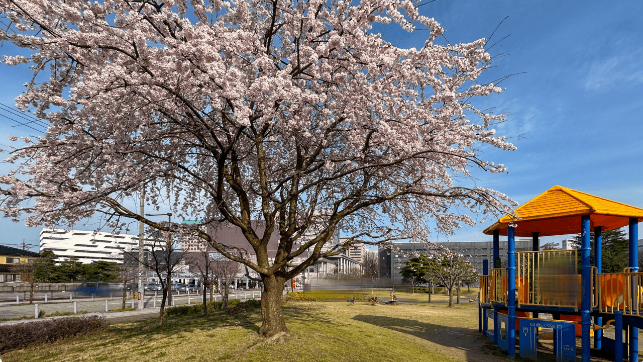 牛島公園の桜