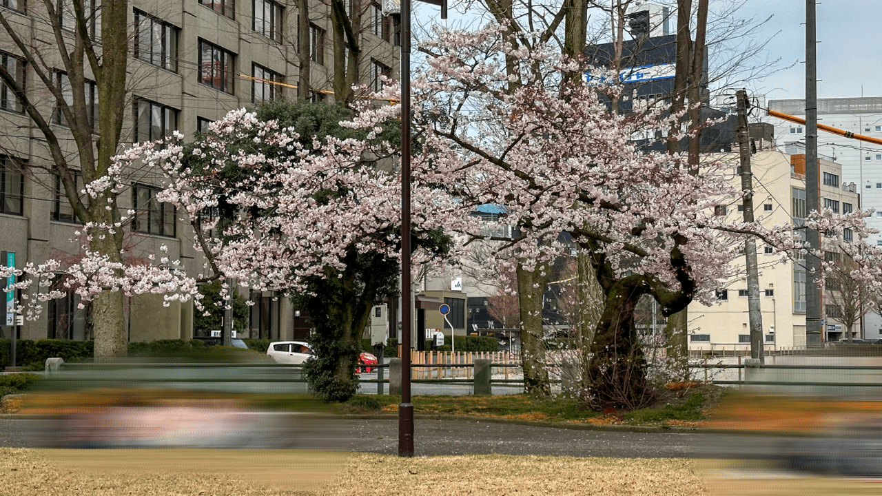 県庁前公園の桜の木