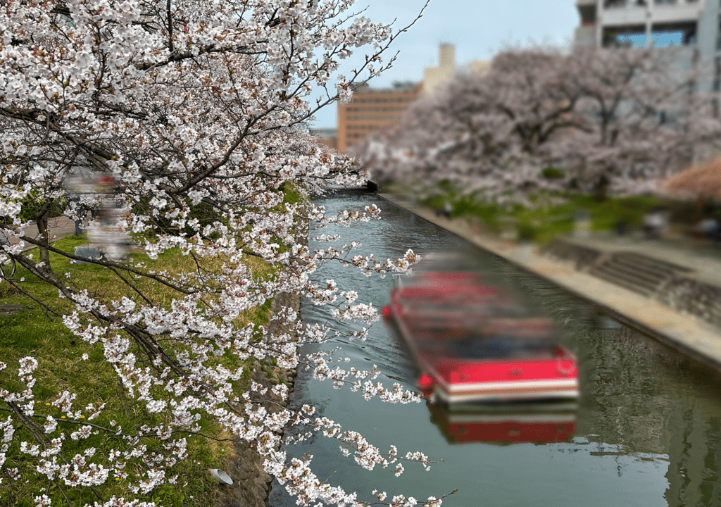 松川べりの桜と遊覧船