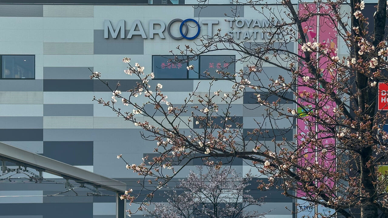 富山駅前広場の桜とマルート